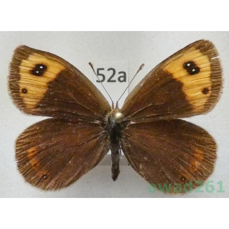 Erebia zapateri Oberthür, 1875 Spain52a